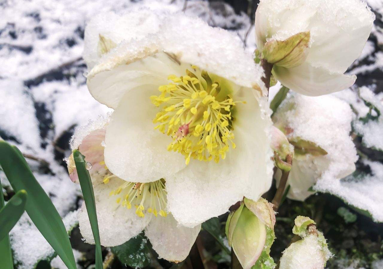 Biały ciemiernik, nazywany zimową różą lub różą Bożego Narodzenia
