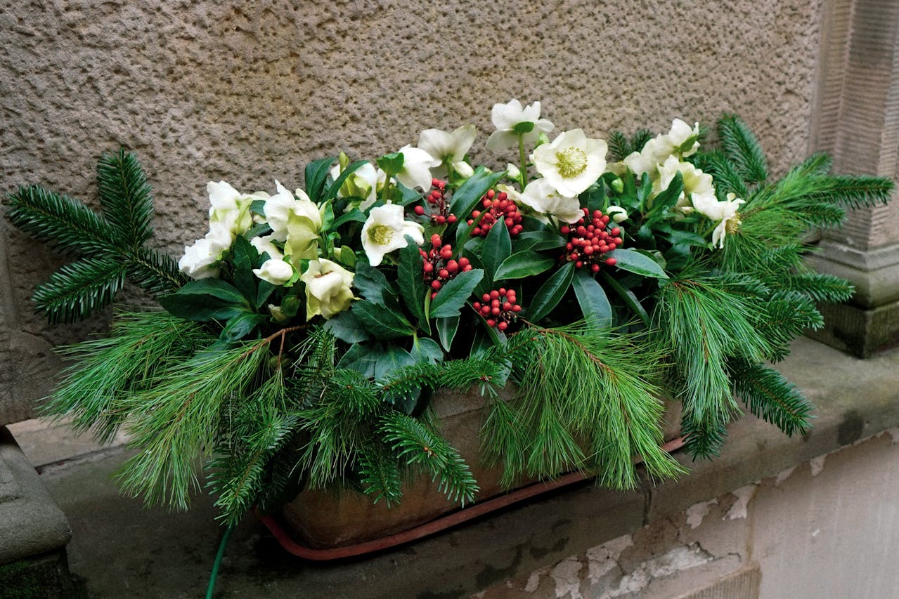 Świąteczny stroik z kwitnącego ciemiernika w skrzynce z dodatkiem świerkowych gałązek i ardizji