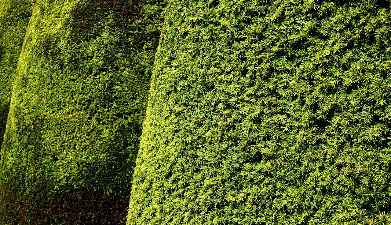 Uformowane topiary z cisów