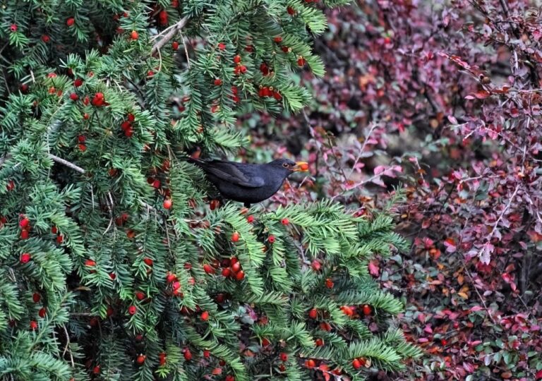 Cis z czerwonymi owocami w ogrodzie