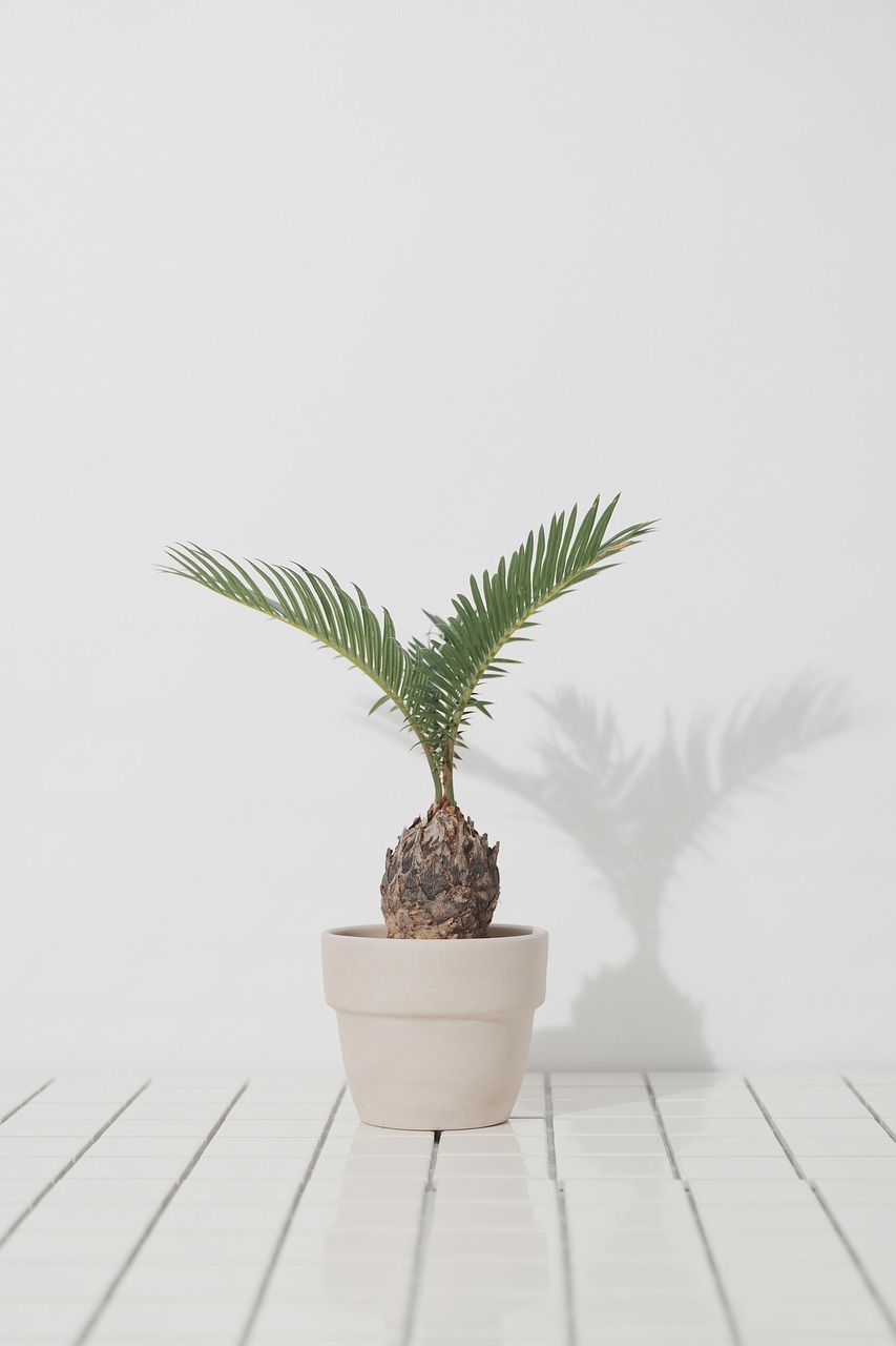 Sagowiec w białej doniczce