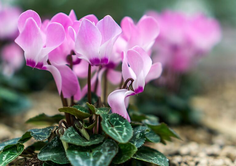 Cyklamen dyskowaty może kwitnąć zimą w ogrodzie