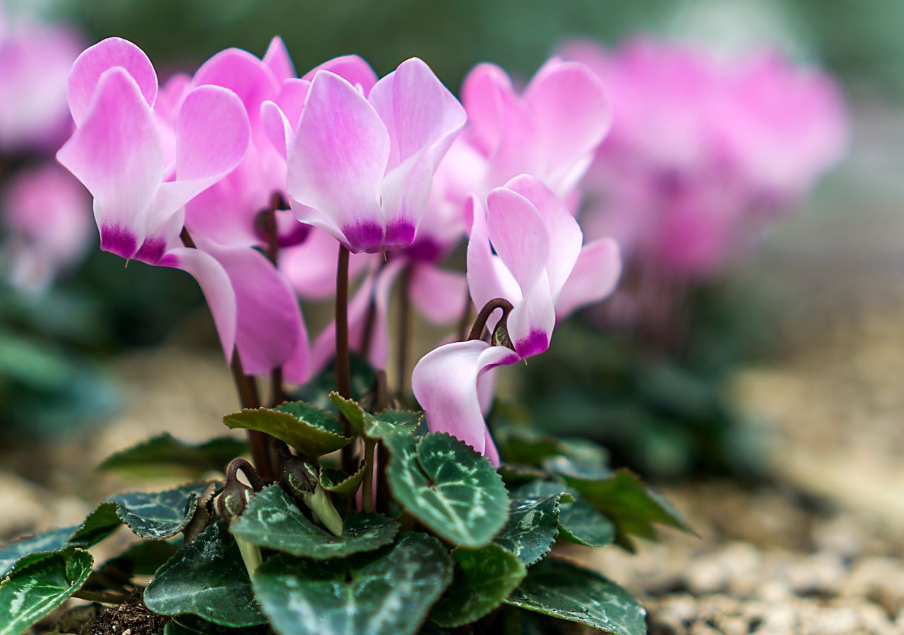 Cyklamen dyskowaty może kwitnąć zimą w ogrodzie