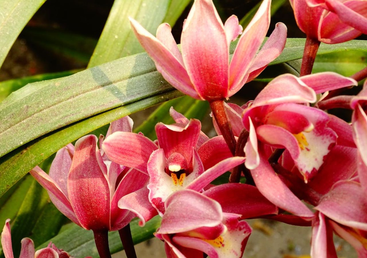 Cymbidium - efektowny storczyk, który możemy uprawiać w domu