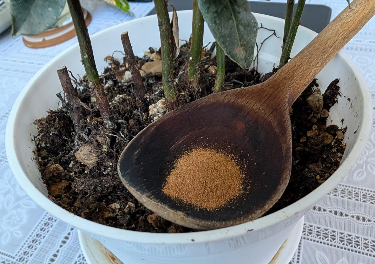 Sproszkowany cynamon na drewnianej łyżce pod rośliną w doniczce