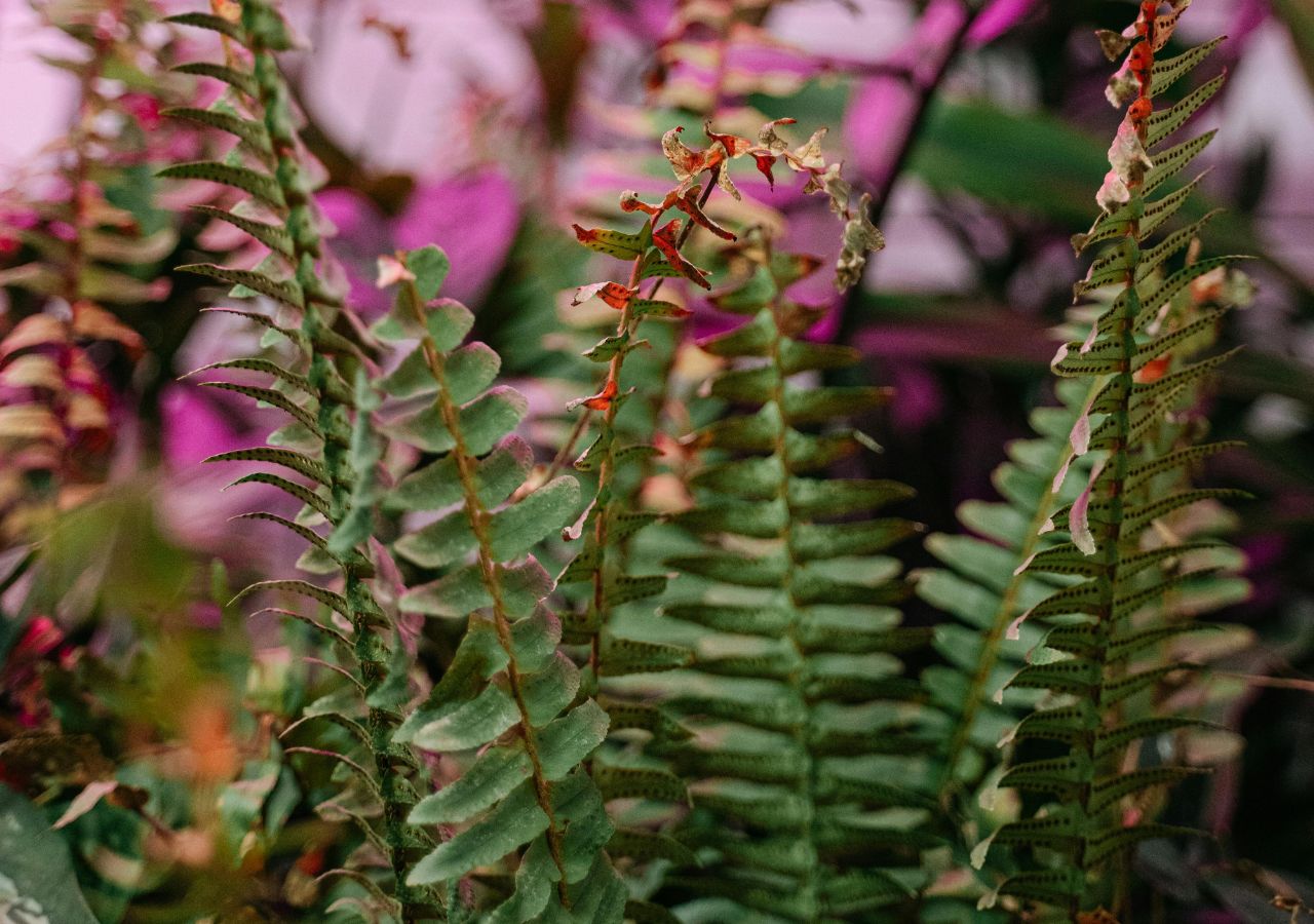 Paproć w doniczce z uszkodzonymi liśćmi w wyniku nieodpowiedniego podlewania