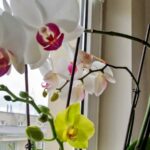 Storczyki falenopsis kwitnące zimą dzięki odpowiedniemu nawożeniu