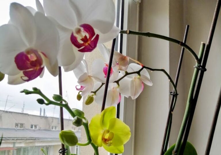 Storczyki falenopsis kwitnące zimą dzięki odpowiedniemu nawożeniu