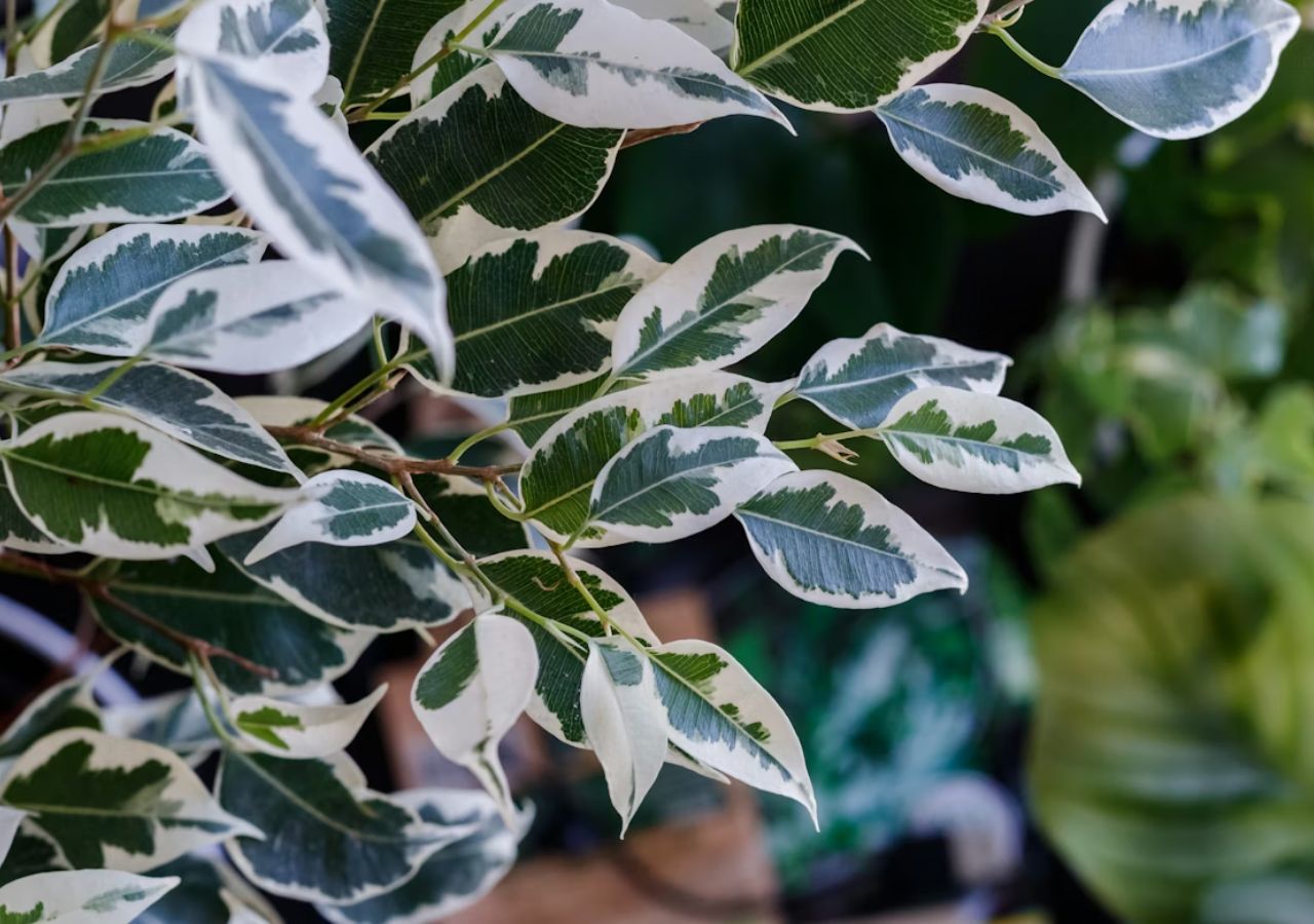 Drobne, dwubarwne liście fikusa Benjamina