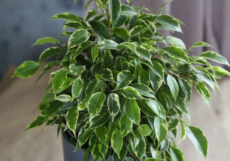 Fikus benjamina w doniczce