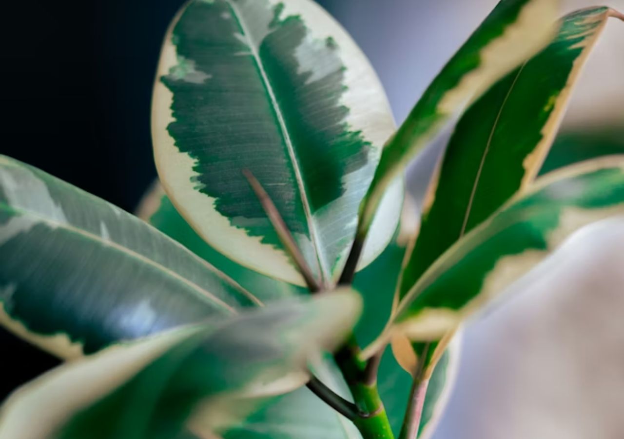 Liście fikusa sprężystego odmiany dwubarwnej