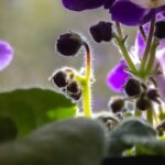 Kwiaty i pąki fiołka afrykańskiego