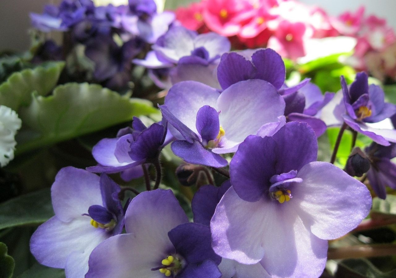 Kwitnące fiołki afrykańskie w kolorze lila i różowym