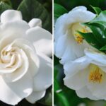 Gardenia jaśminowata i kamelia japońska
