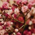 Różowa gipsówka - idealna na słoneczne balkony