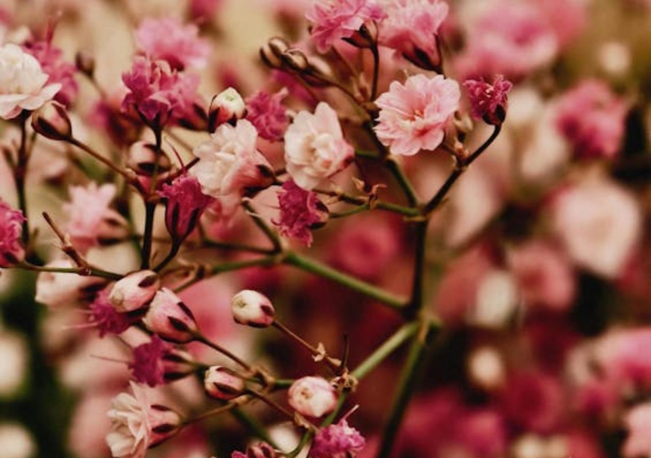 Różowa gipsówka - idealna na słoneczne balkony