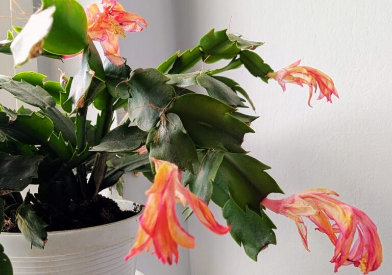 Zasychające kwiaty grudnika. Roślina kończy kwitnienie