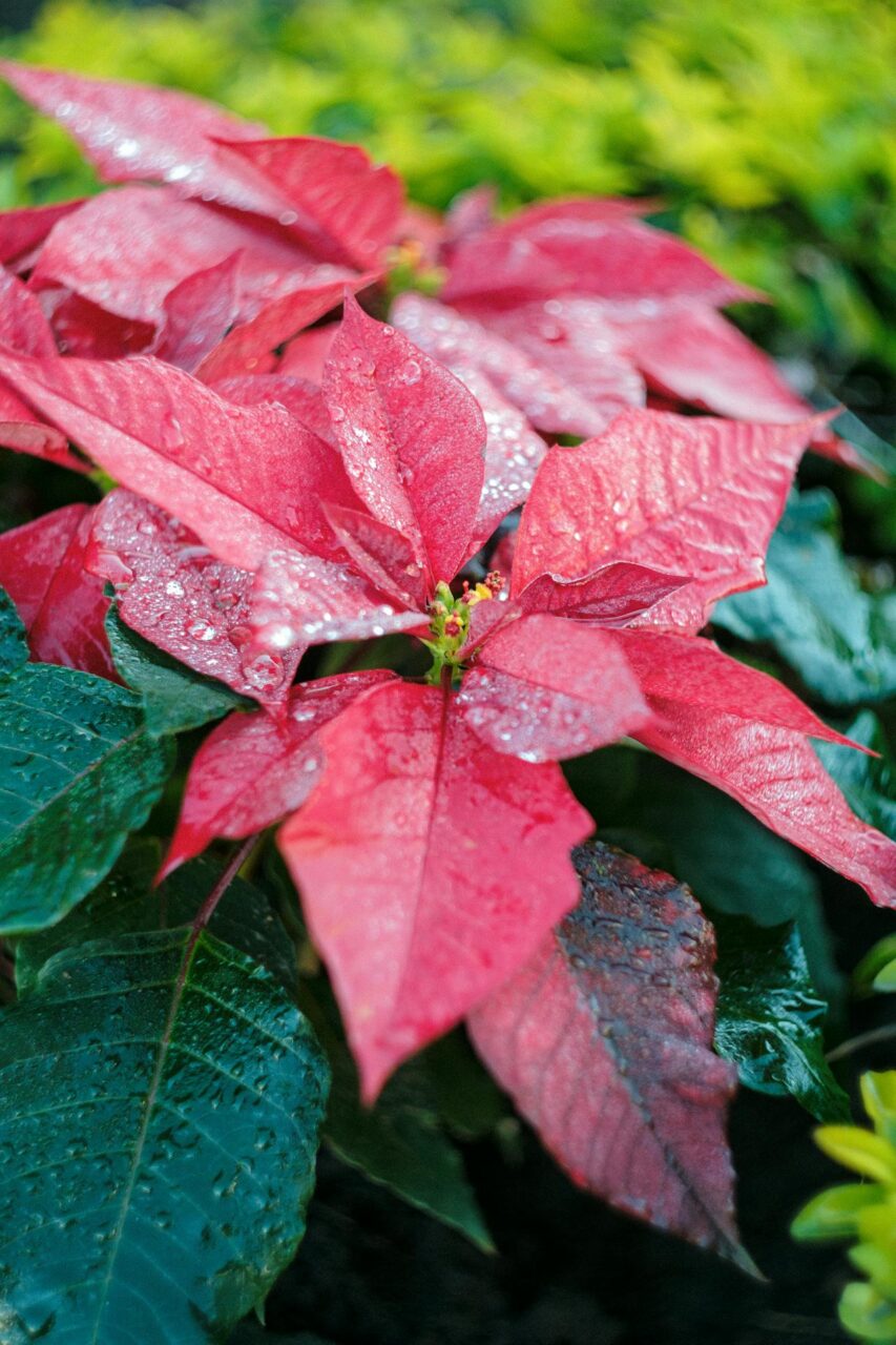 Gwiazdę betlejemską najlepiej podlewać małą ilością wody – tylko tyle, by zwilżyć całe podłoże, bez pozostawiania wody w osłonce