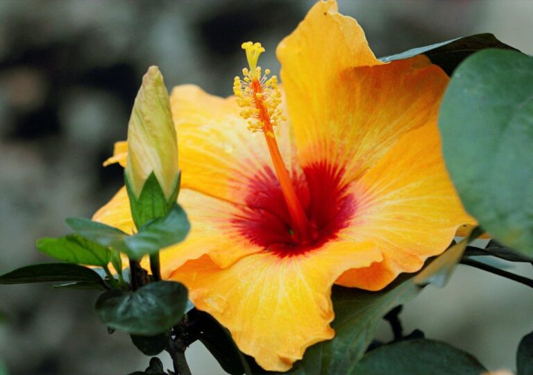 Hibiskus, czyli róża chińska, kwitnący na żółto