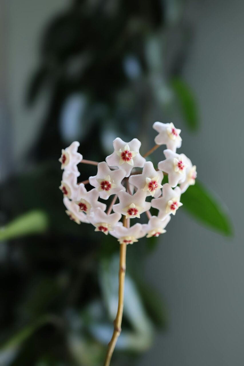 Kwiaty hoji drobnolistnej