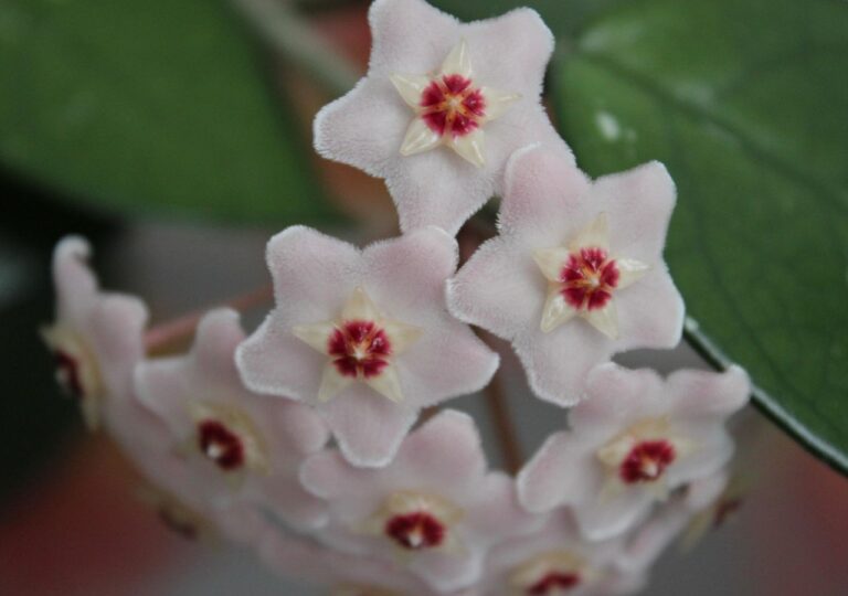 Hoja nazywana jest woskownicą ze względu na "woskowe" kwiaty