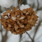 Zaschnięte kwiaty hortencji pod śniegiem