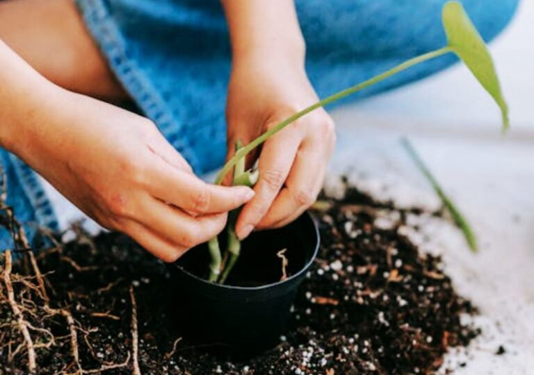 Sadzenie rozsady do doniczki z humusem, który wspomaga ukorzenianie roślin