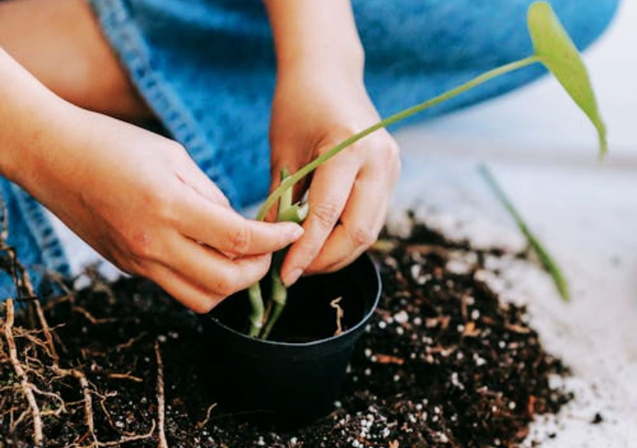 Sadzenie rozsady do doniczki z humusem, który wspomaga ukorzenianie roślin