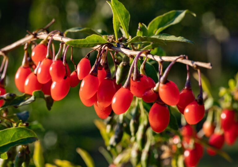 Owoce goji na gałązce w liśćmi