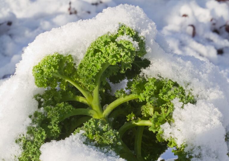Jarmuż pod niegiem na balkonie