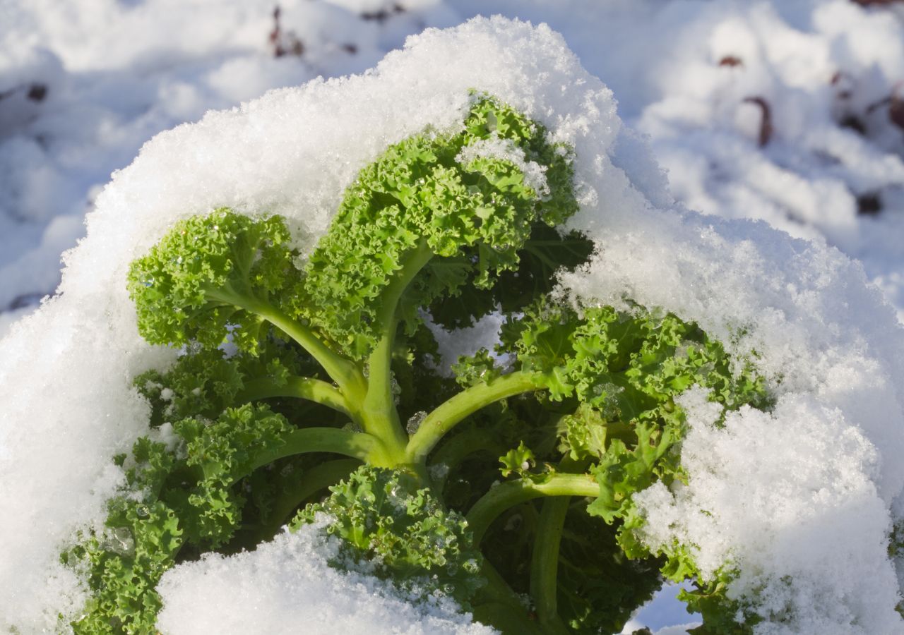 Jarmuż pod niegiem na balkonie