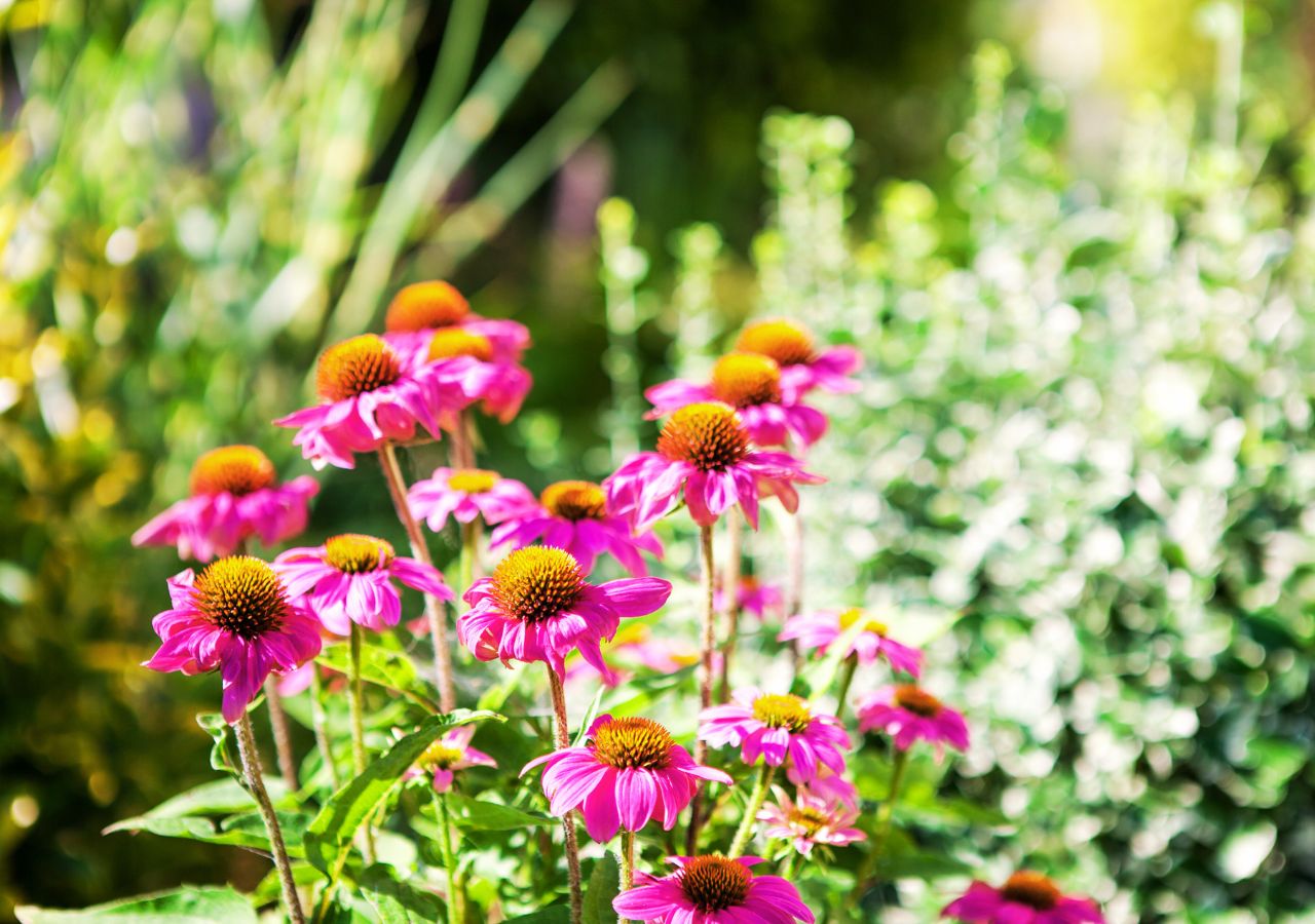 Różowe jeżówki kwitnące na słonecznej rabacie
