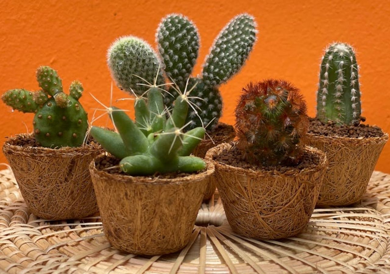 Jaka doniczka dla kaktusów? Najlepszy materiał, kształt i wielkość