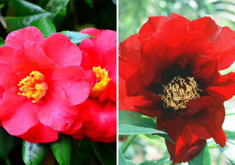 Kamelia japońskai piwonia drzewiasta. Czerwone kwiaty roślin