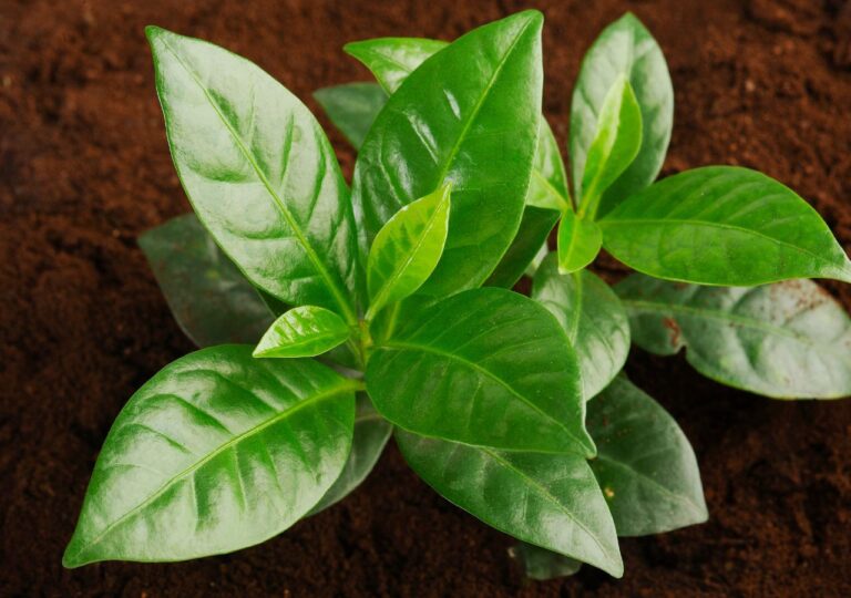 Sadzonka kawy w doniczce