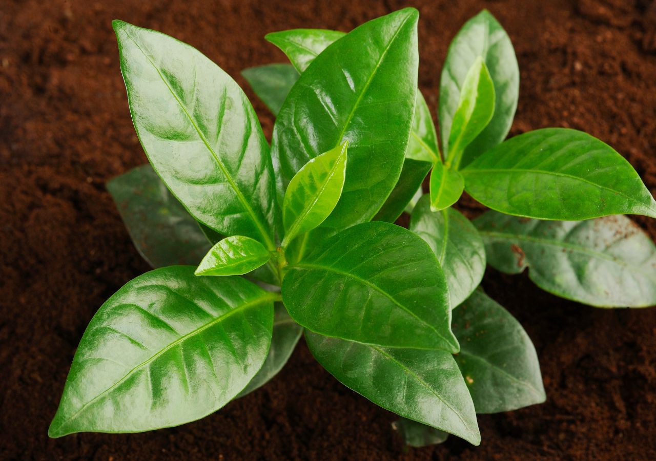 Sadzonka kawy w doniczce