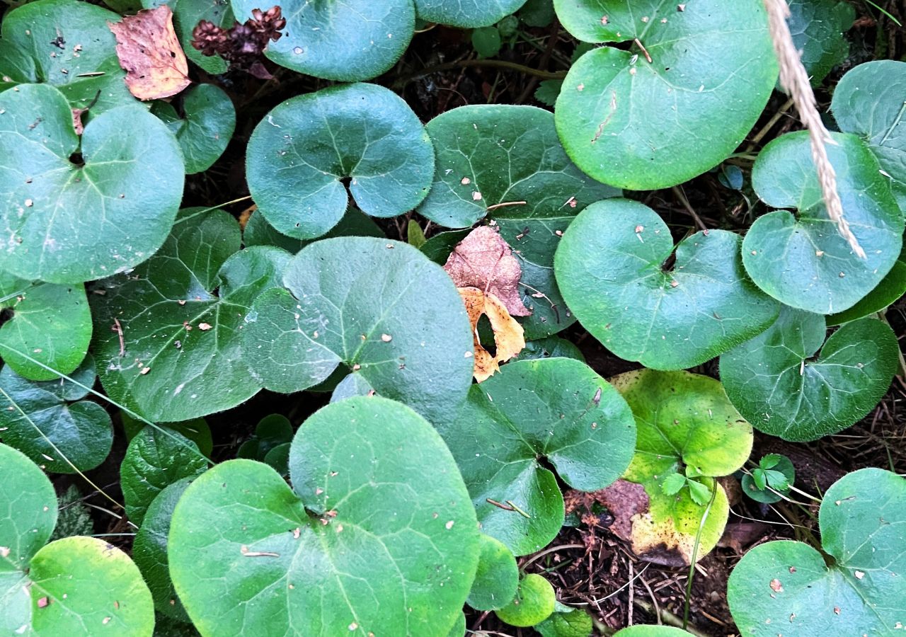 Kopytnik najlepiej znosi głęboki cień i suche runo pod starymi drzewami