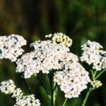 Dziko rosnący krwawnik kwitnie na biało. Ma niezwykłe właściwości adaptacyjne