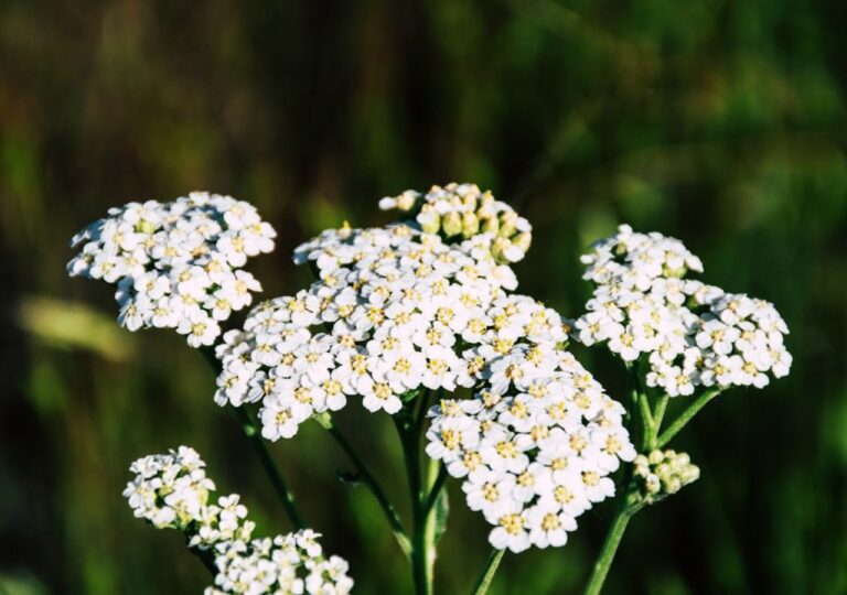 Dziko rosnący krwawnik kwitnie na biało. Ma niezwykłe właściwości adaptacyjne