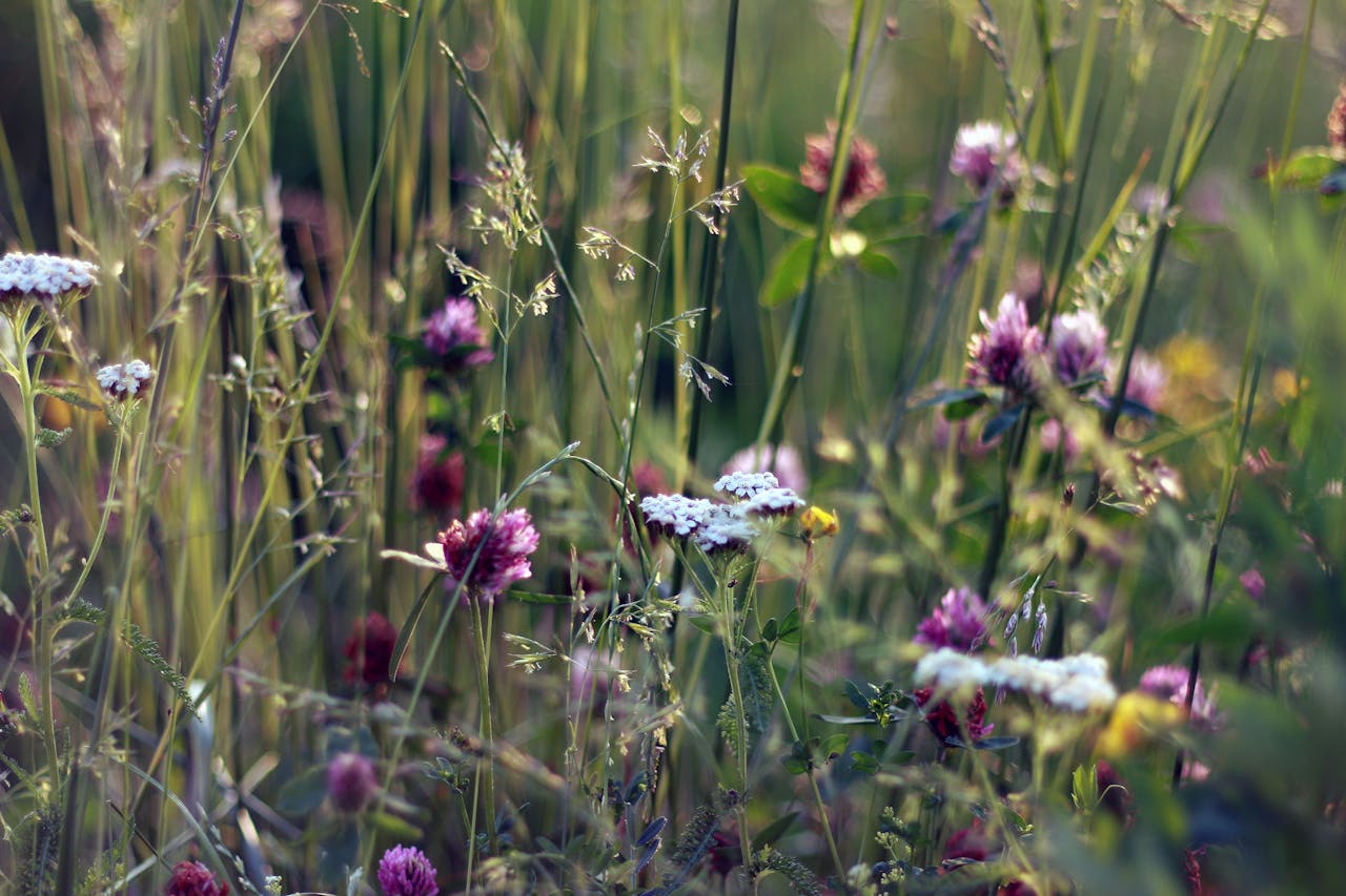 Krwawnik kwitnący na biało na łące wśród koniczyny  i trwa