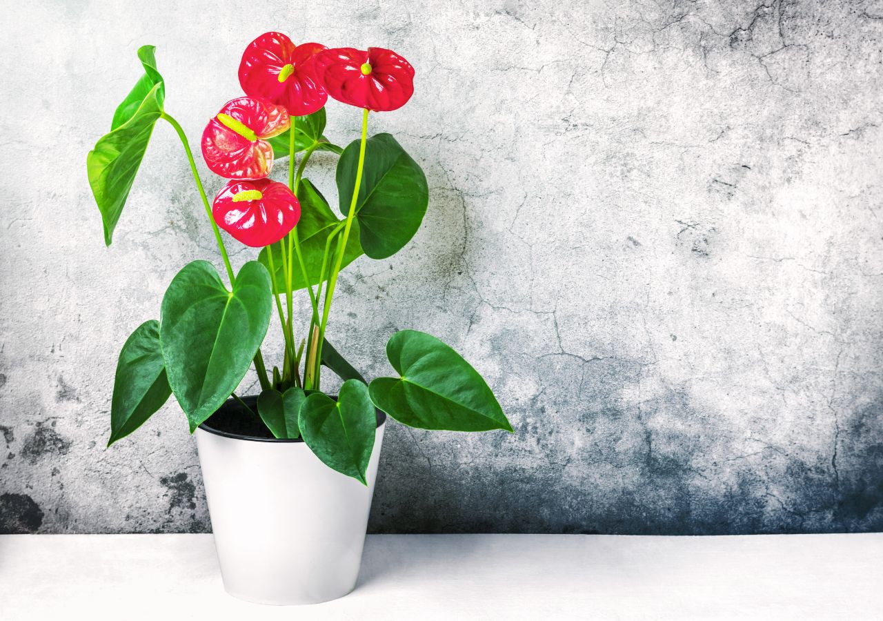 Czerwone anturium w białęj doniczce ustawione na kuchennym blacie