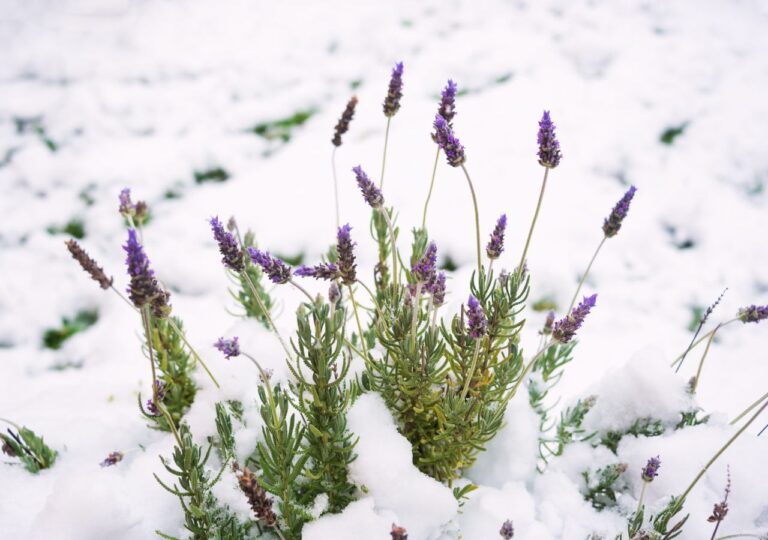 Kwitnąca lawenda przysypana śniegiem
