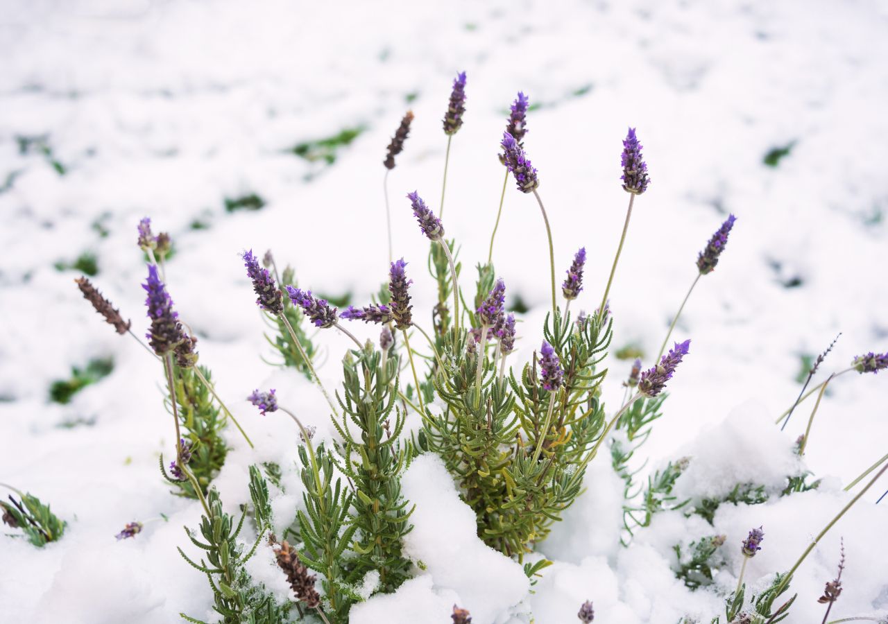 Kwitnąca lawenda przysypana śniegiem
