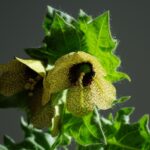 Kwiat lulka czarnego w zbliżeniu