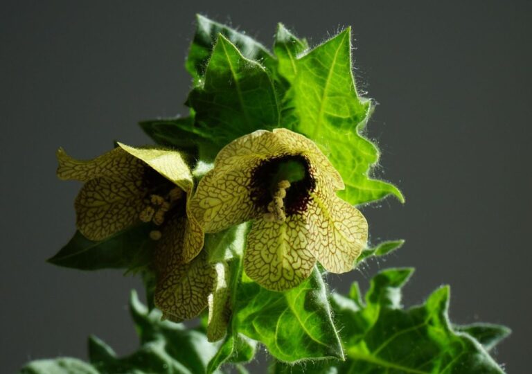 Kwiat lulka czarnego w zbliżeniu