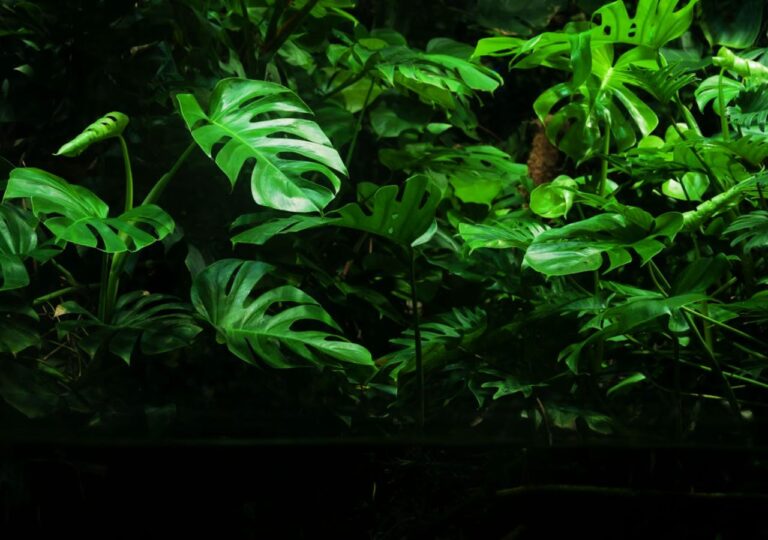 Bujne liście monstery dziurawej