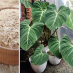 Drożdże to świetny produkt do przygotowania domowego nawozu do roślin doniczkowych