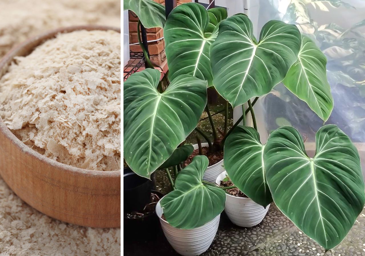 Drożdże to świetny produkt do przygotowania domowego nawozu do roślin doniczkowych