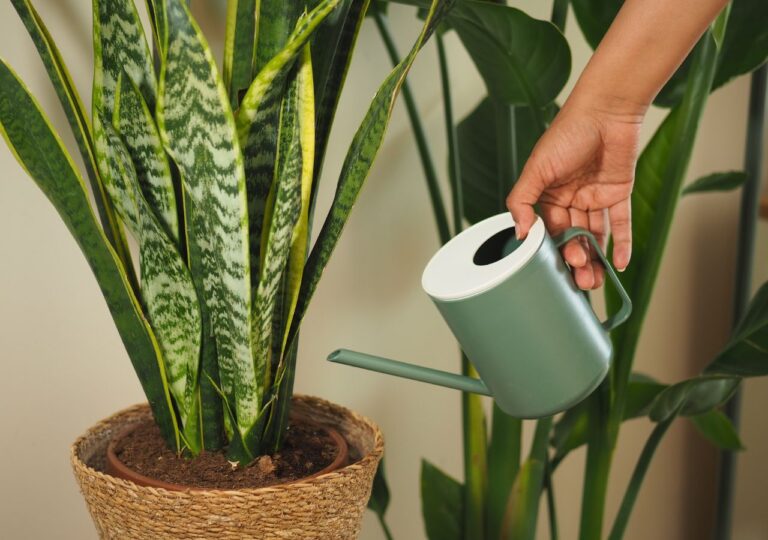 Nwożenie sansewierii wodą po gotowaniu jajek