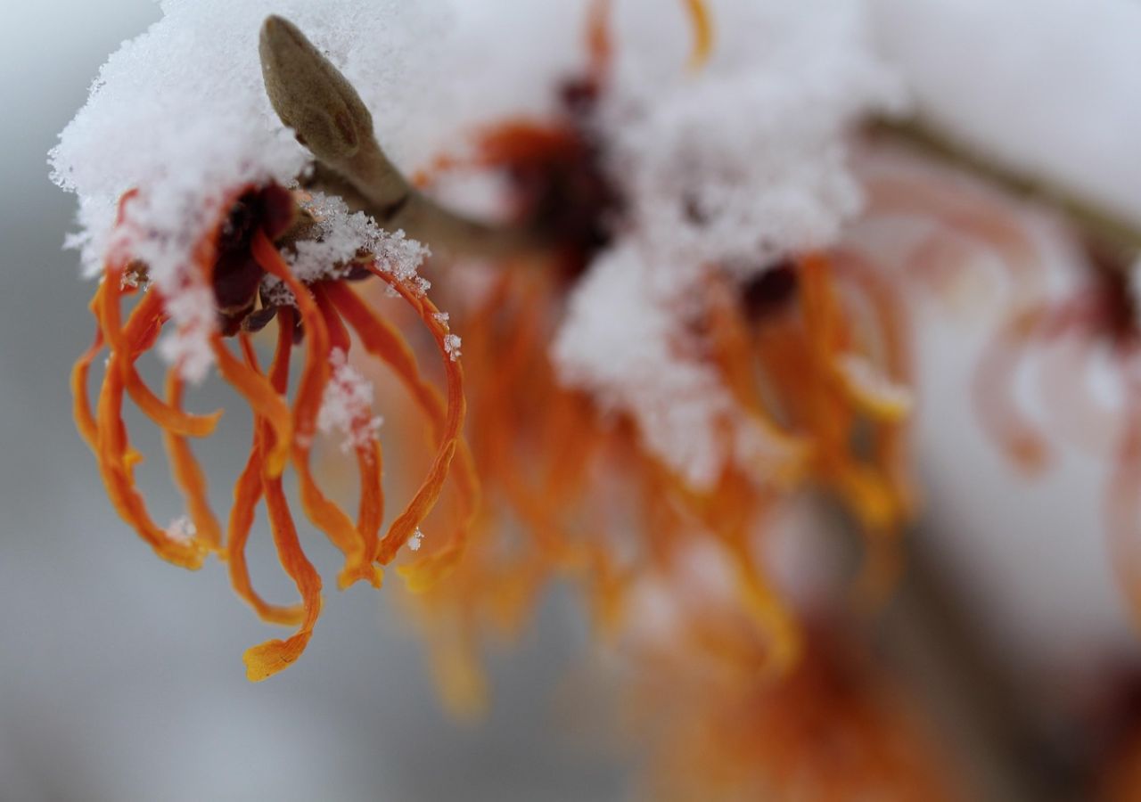 Kwitnący oczar pod śniegiem